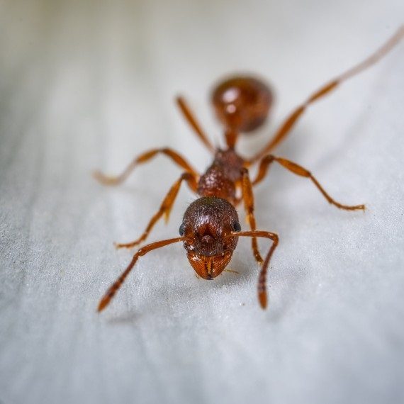 Field Ants, Pest Control in Winchmore Hill, N21. Call Now! 020 8166 9746