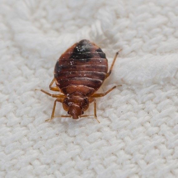 Bed Bugs, Pest Control in Winchmore Hill, N21. Call Now! 020 8166 9746