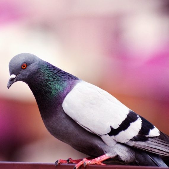Birds, Pest Control in Winchmore Hill, N21. Call Now! 020 8166 9746