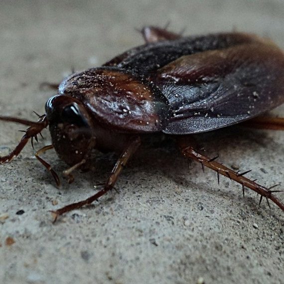 Cockroaches, Pest Control in Winchmore Hill, N21. Call Now! 020 8166 9746
