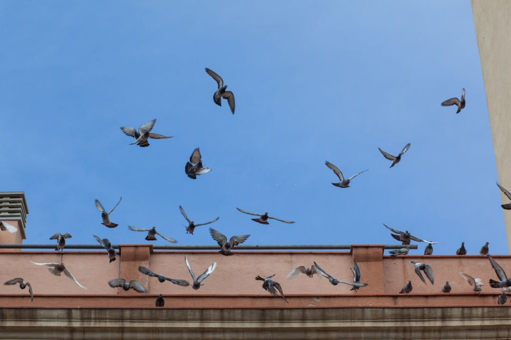 Pigeon Pest, Pest Control in Winchmore Hill, N21. Call Now 020 8166 9746