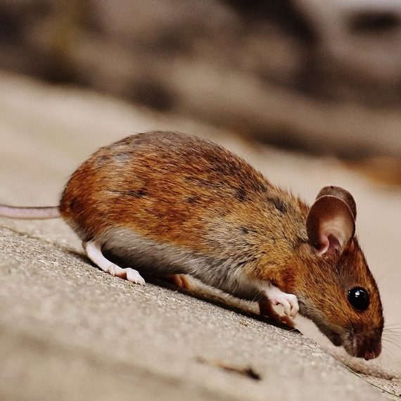 Mice, Pest Control in Winchmore Hill, N21. Call Now! 020 8166 9746