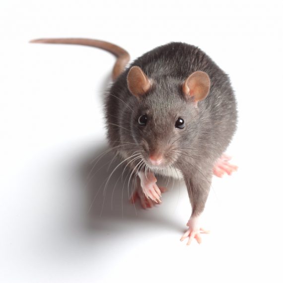 Rats, Pest Control in Winchmore Hill, N21. Call Now! 020 8166 9746