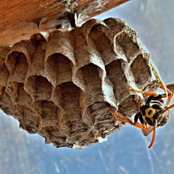 Wasps Nest, Pest Control in Winchmore Hill, N21. Call Now! 020 8166 9746