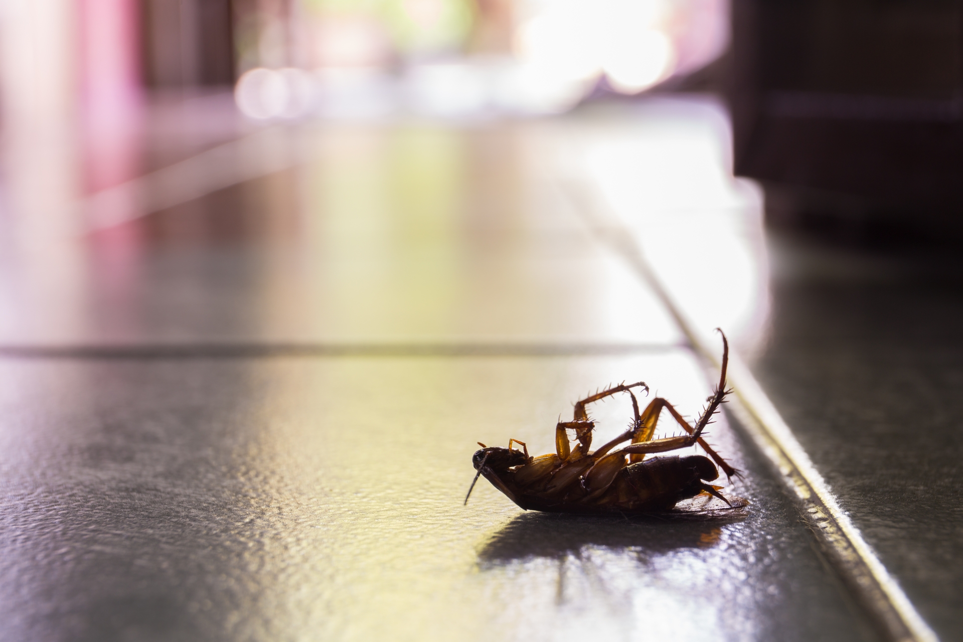 Cockroach Control, Pest Control in Winchmore Hill, N21. Call Now 020 8166 9746