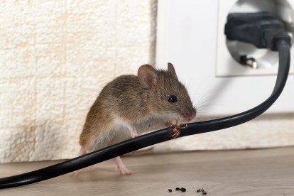 Pest Control in Winchmore Hill, N21. Call Now! 020 8166 9746