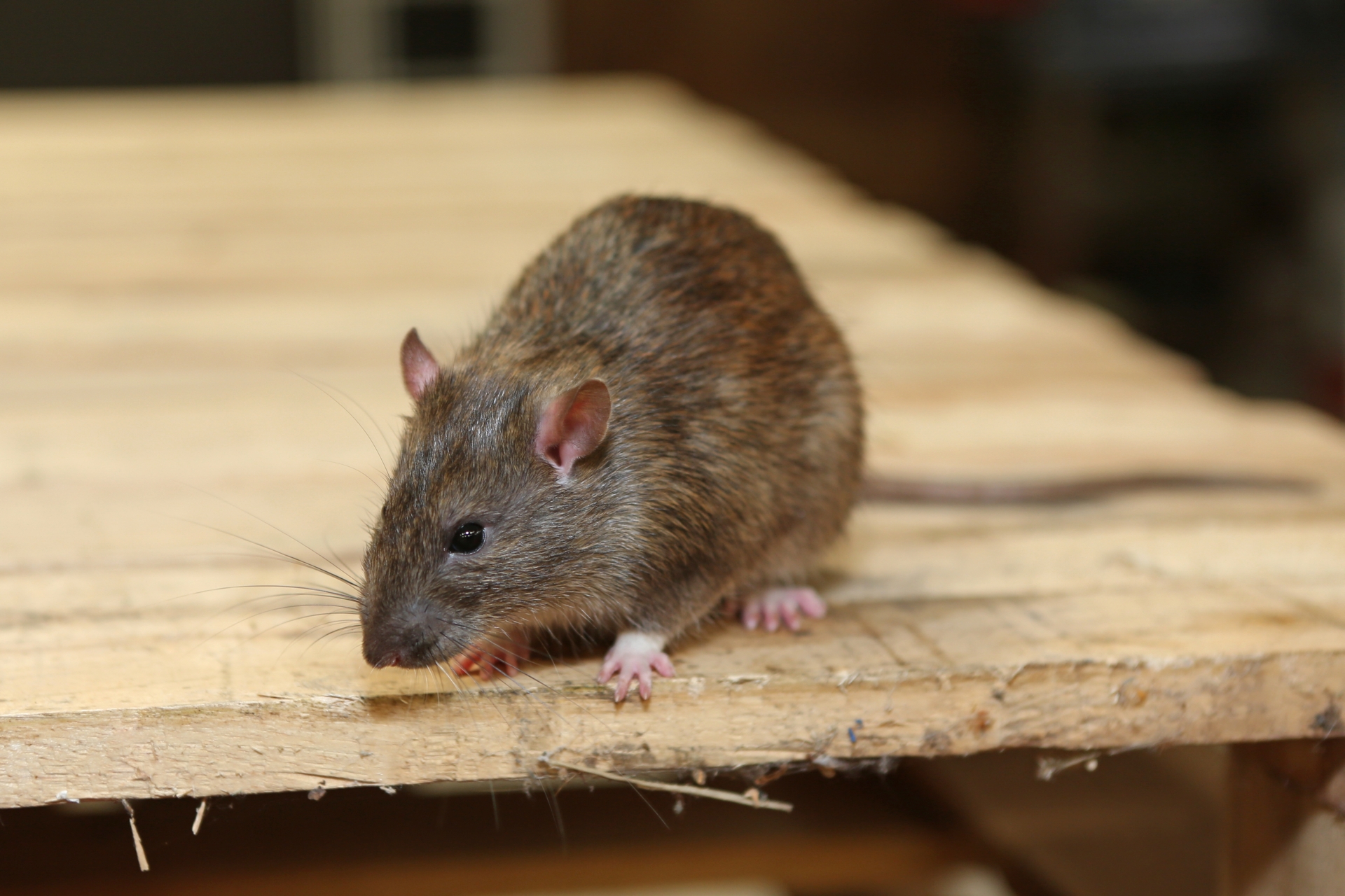 Rat Infestation, Pest Control in Winchmore Hill, N21. Call Now 020 8166 9746