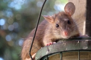 Rat extermination, Pest Control in Winchmore Hill, N21. Call Now 020 8166 9746
