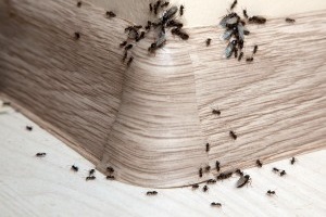 Ant Control, Pest Control in Winchmore Hill, N21. Call Now 020 8166 9746