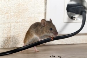 Mice Control, Pest Control in Winchmore Hill, N21. Call Now 020 8166 9746